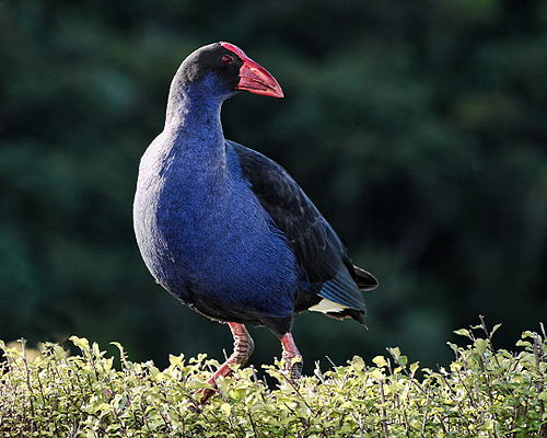 Australasian swamphen